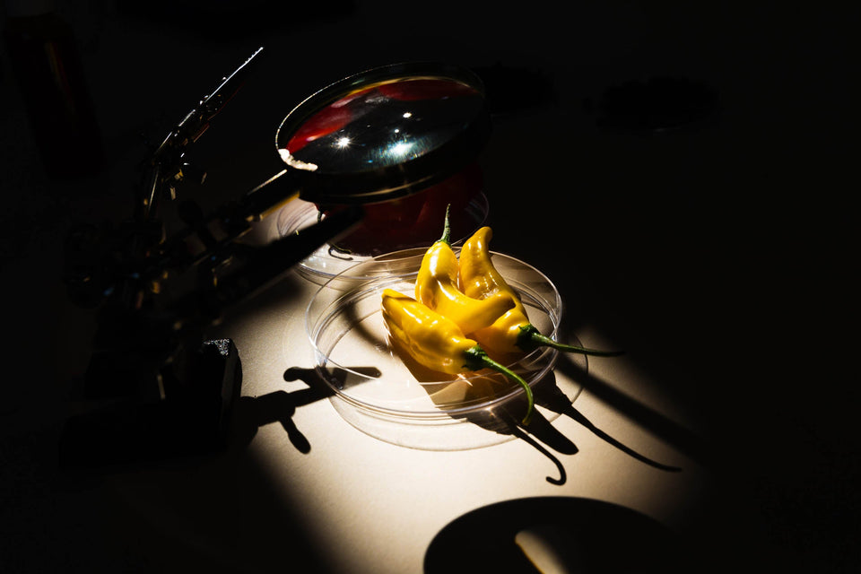 Le piment Aji Lemon : la clé de la sensation glaciale d’Antipode Glacial