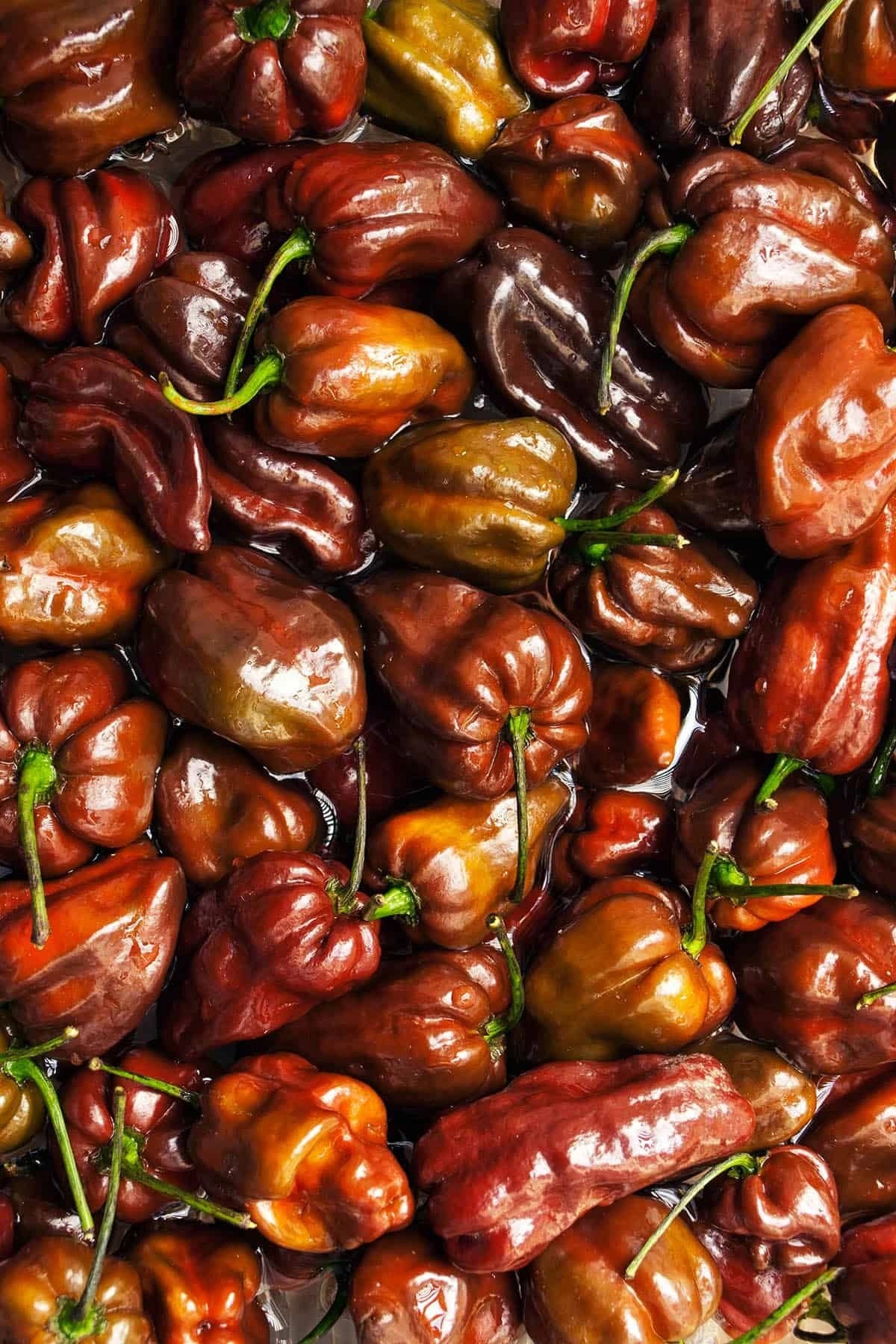 Habanero_Chocolat