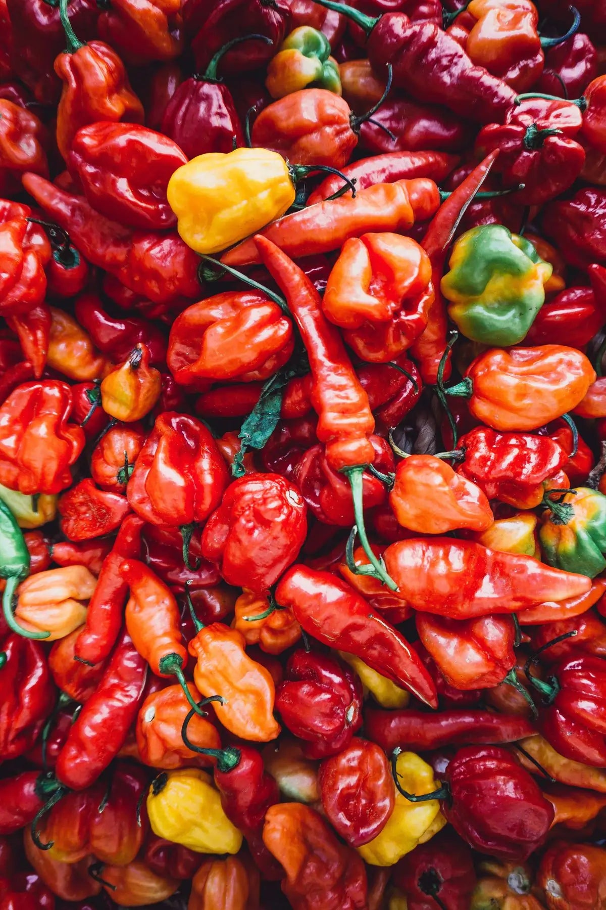 Differents type de piments de la Pimenterie