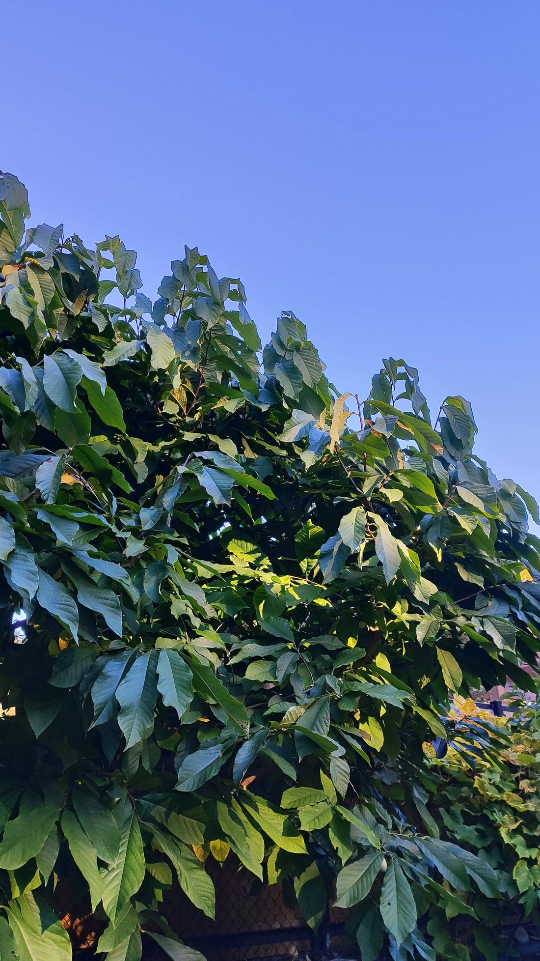 Les aromates rares du Québec : la démarche d’un passionné qui cultive l’impossible