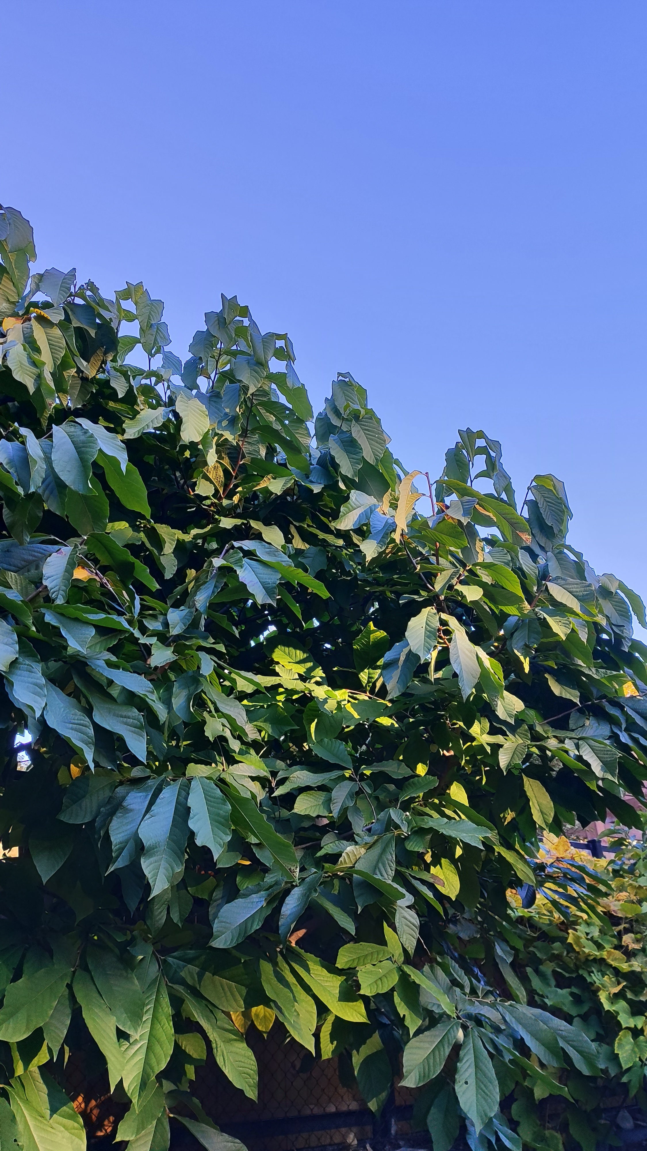 Les aromates rares du Québec : la démarche d’un passionné qui cultive l’impossible