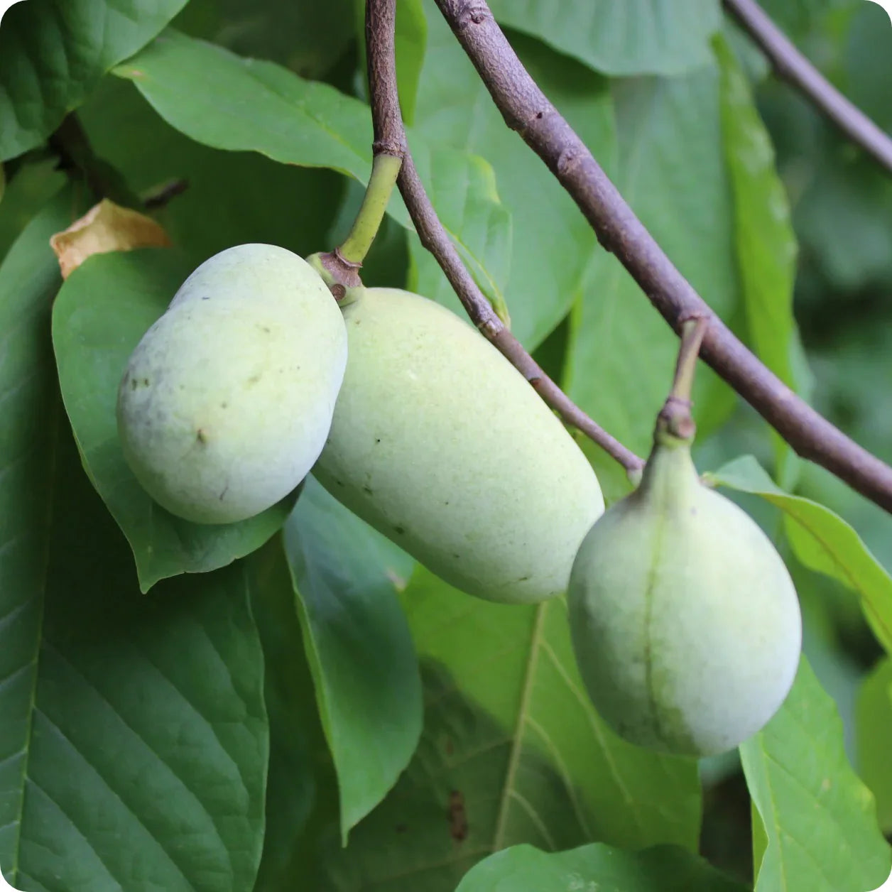 Le Pawpaw : un fruit en pleine renaissance au Québec