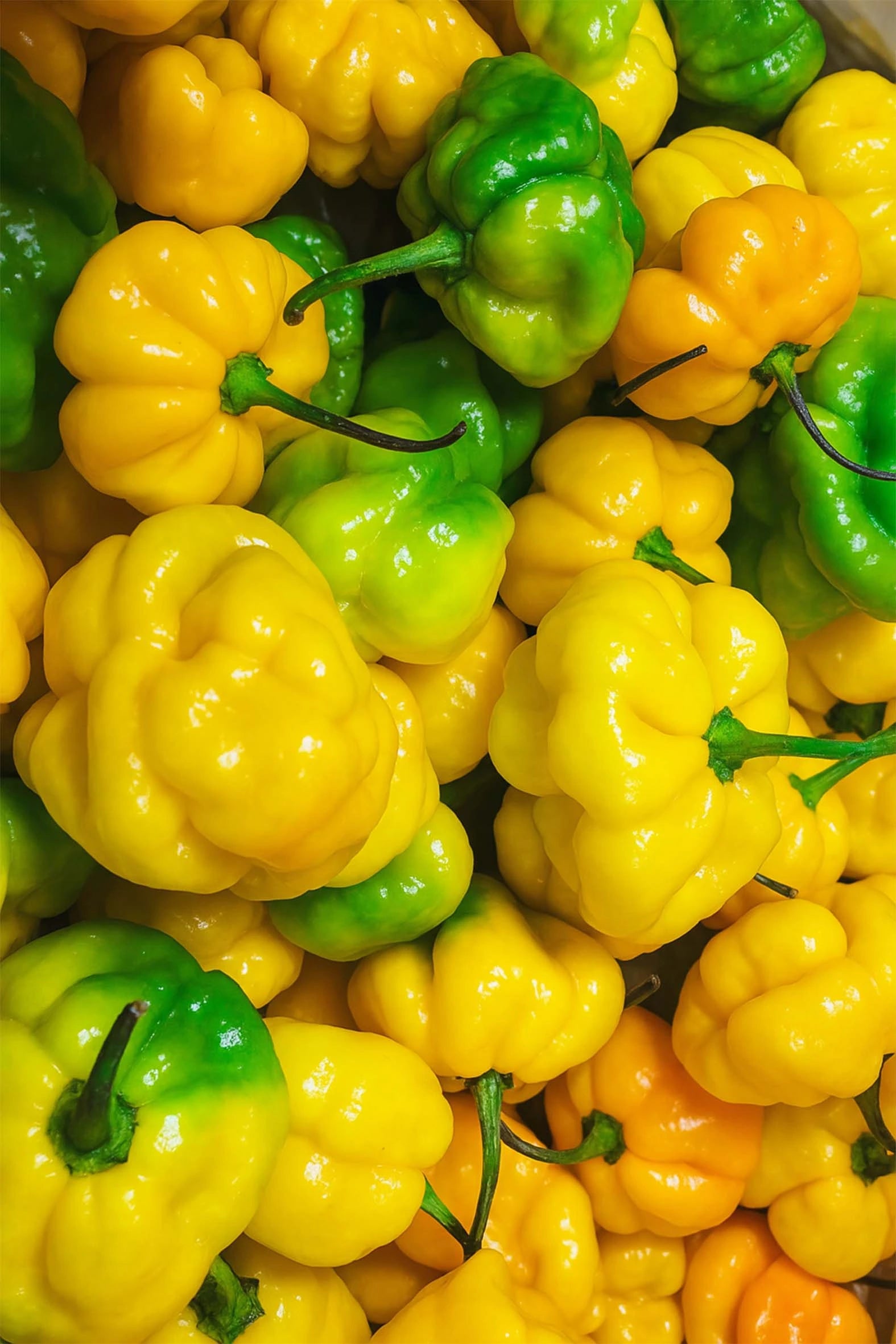 Scotch_Bonnet_jaune